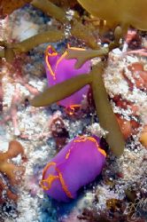 A couple of Batwing Slugs (Sagaminopteron ornamtum) from ... by Brian Mayes 